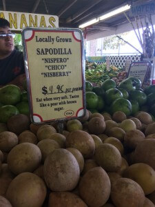 sapodilla