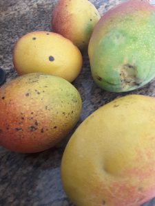 mangos